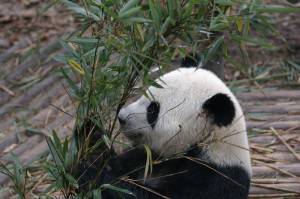 panda eating bamboo shoots panda eating bamboo shoots